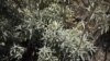 Medicinal_Plants_WEB-FCPImportProResP1-fixed-x264-Platform_YTHDFull